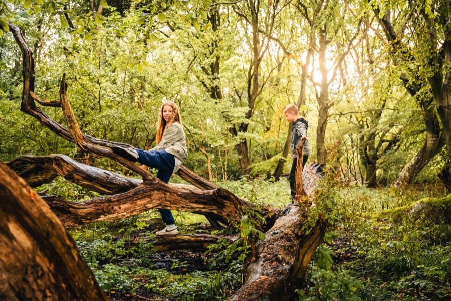 Børn der klatrer i træer