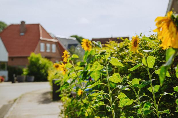 villakvarter og solsikker