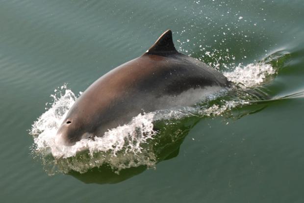 Marsvin i vandoverfladen