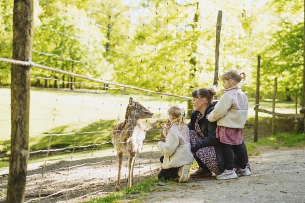 Mor og døtre fodrer dådyr
